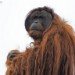 Orangutang 140409
